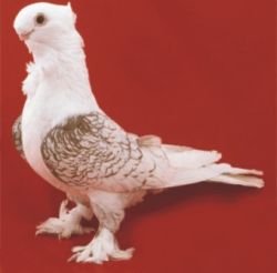 MEWKA ORIENTALNA5